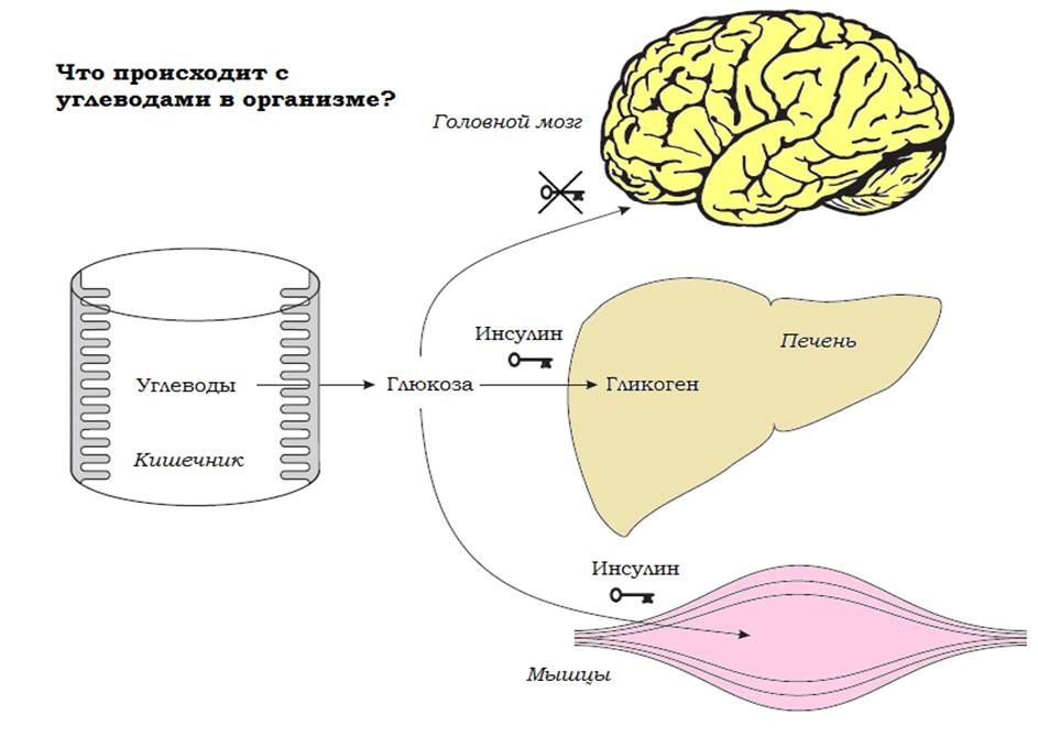 İnsulin direnci nedir - İnsulin direnci mualicesi